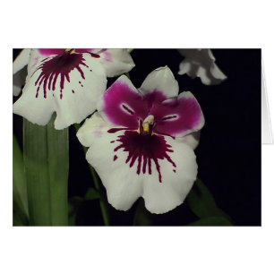 Miltonia hybrid orchid hälsningskort