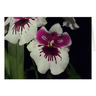 Miltonia hybrid orchid hälsningskort