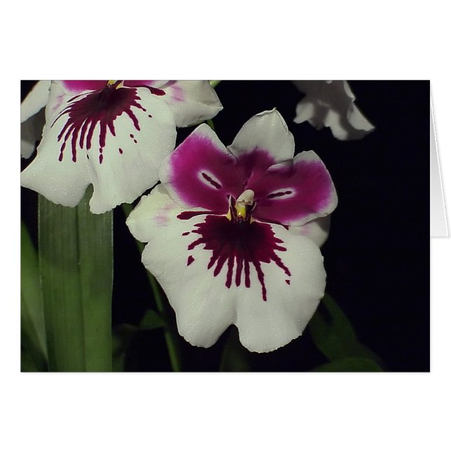 Miltonia hybrid orchid hälsningskort (Framsidan Horizontal)