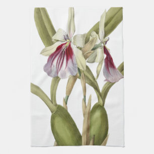 Miltonia Spectabilis orchid botanical köksduk Kökshandduk