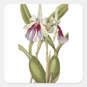 Miltonia Spectabilis orchid botaniskt klistermärke