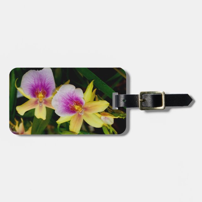 Miltonia Sunset Bagagebricka (Horisontell Framsida)