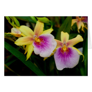 Miltonia Sunset Hälsningskort