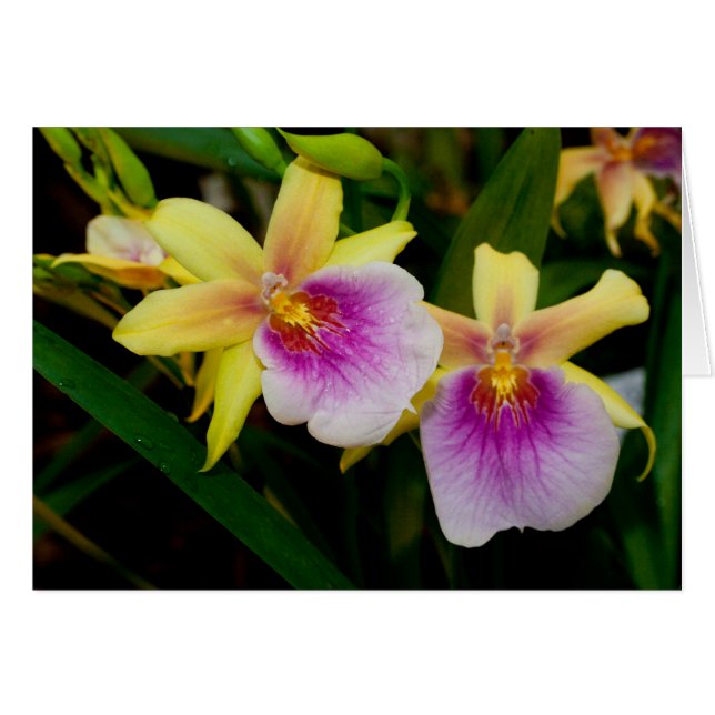 Miltonia Sunset Hälsningskort (Framsidan Horizontal)