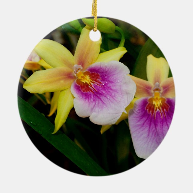 Miltonia Sunset Julgransprydnad Keramik (Baksidan)