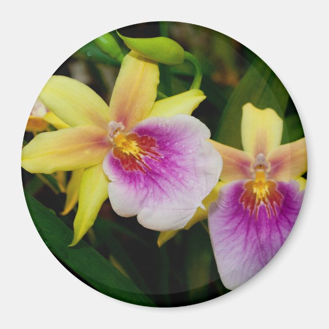 Miltonia Sunset Magnet (Framsidan)