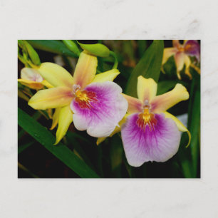 Miltonia Sunset Vykort
