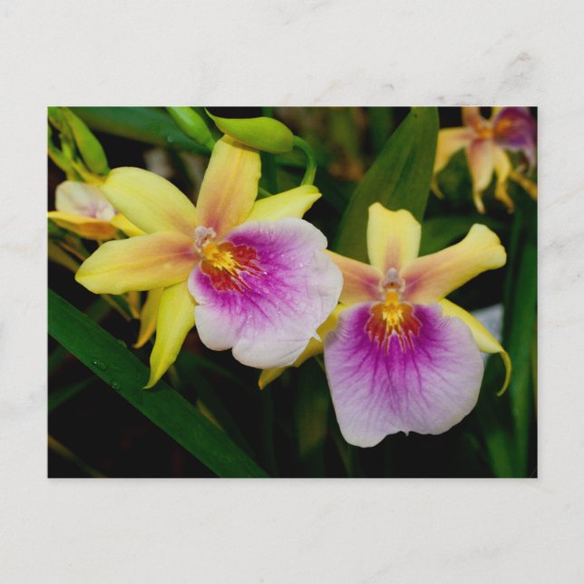 Miltonia Sunset Vykort (Framsida)