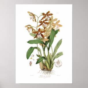 Miltoniacandida Poster