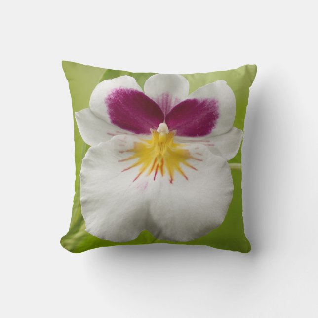 Miltoniopsis Roezlii (Pansy Orchids) Kudde (Framsida)