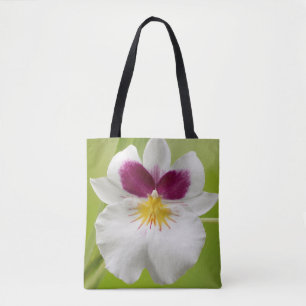 Miltoniopsis Roezlii (Pansy Orchids) Tygkasse