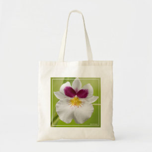 Miltoniopsis Roezlii (Pansy Orchids) Tygkasse