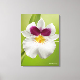 Miltoniopsis Roezlii (PansyOrchids) Canvastryck