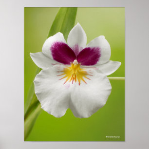Miltoniopsis Roezlii (PansyOrchids) Poster