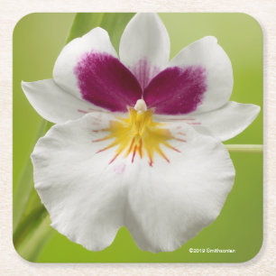 Miltoniopsis Roezlii (PansyOrchids) Underlägg Papper Kvadrat