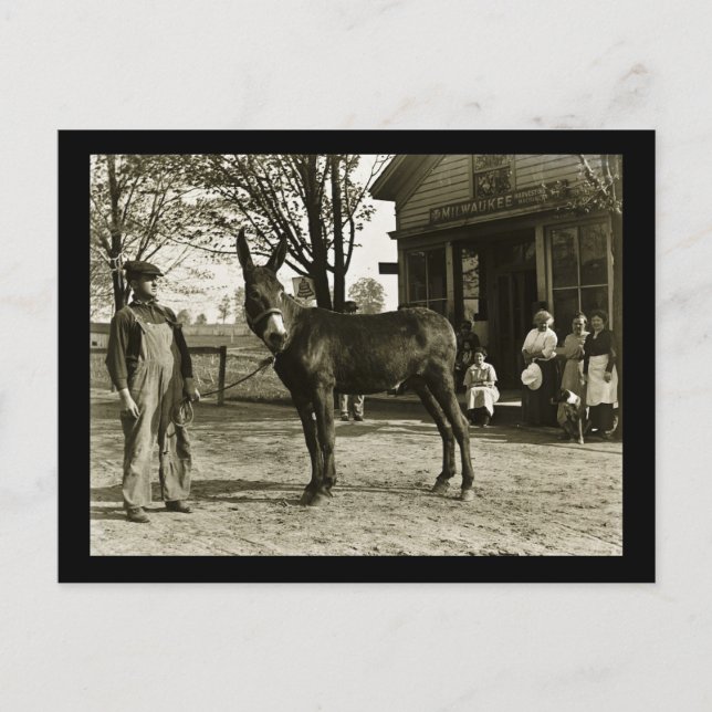 Milwaukee Mule och Farmer Vintage Vykort (Framsida)