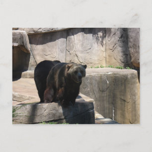 Milwaukee zoo björn vykort