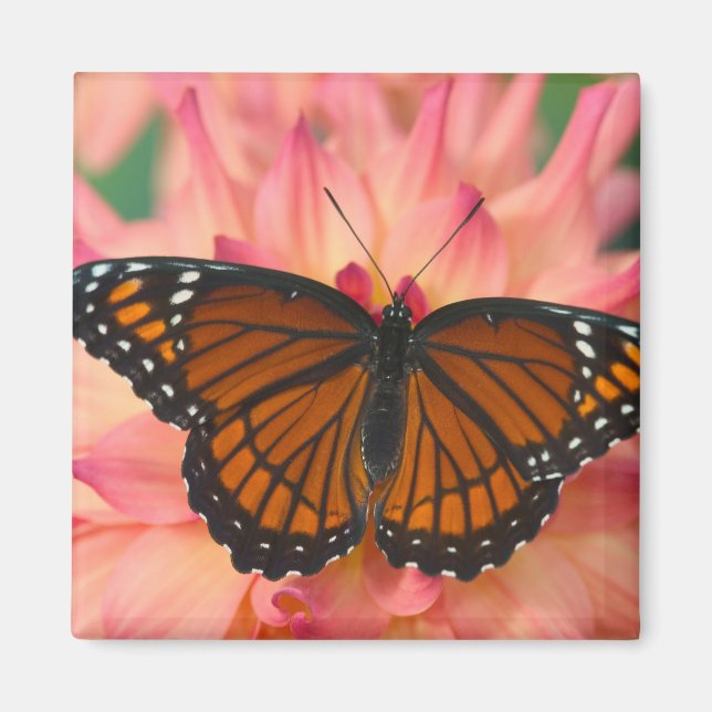 Mimic of the Monarch Butterfly Magnet (Framsidan)