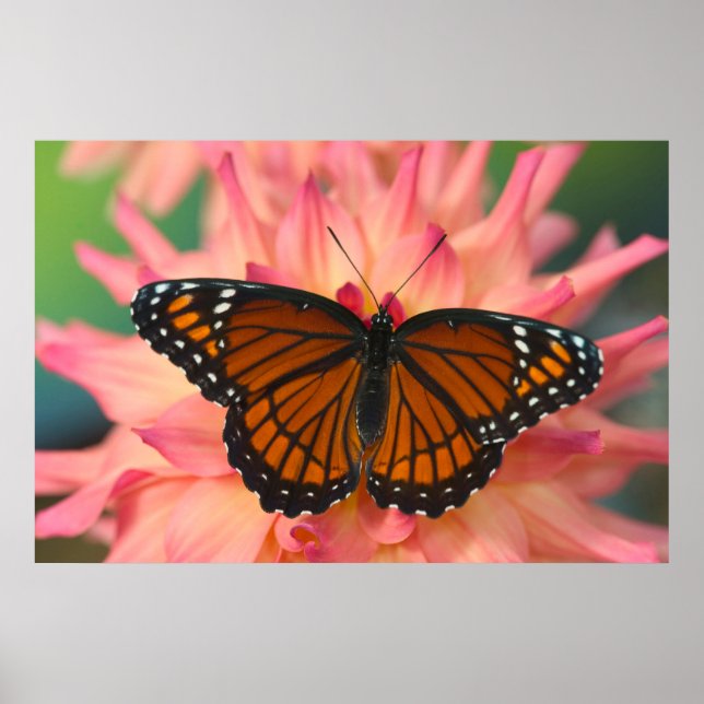 Mimic of the Monarch Butterfly Poster (Framsidan)