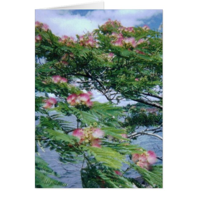 Mimosa blommar och vatten vy hälsningskort (Framsidan)