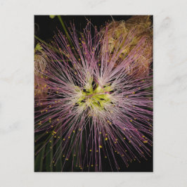 Mimosa Flower vycard Vykort