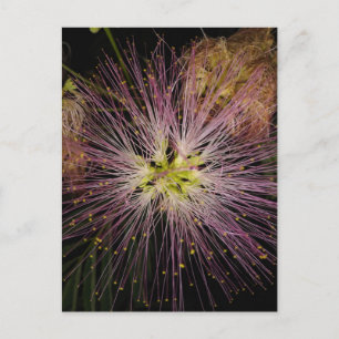 Mimosa Flower vycard Vykort