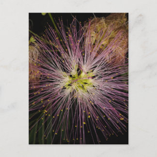 Mimosa Flower vycard Vykort