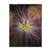 Mimosa Flower vycard