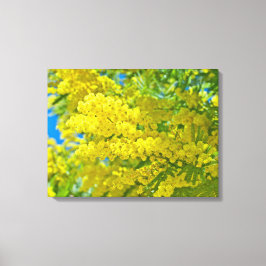 Mimosa Gult Flower Blommigt botaniskt fotografi Canvastryck