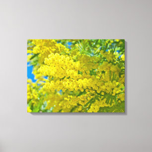 Mimosa Gult Flower Blommigt botaniskt fotografi Canvastryck
