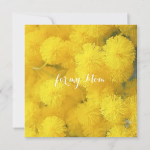Mimosa. Gult vår blommor.