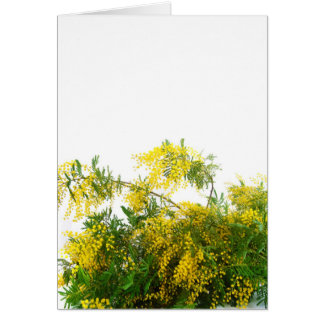 Mimosa Hälsningskort