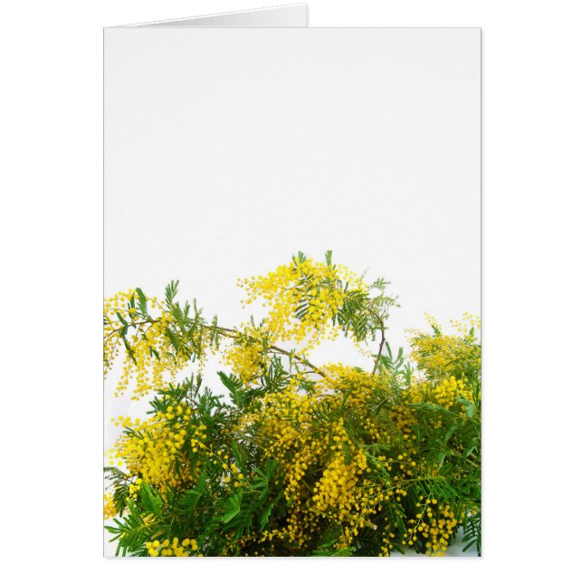 Mimosa Hälsningskort (Framsidan)