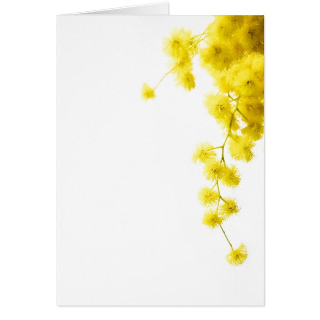 Mimosa-kort Hälsningskort (Framsidan)