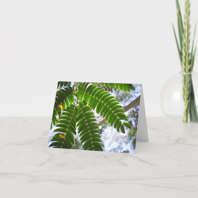 Mimosa Löv Kort (Framsida)