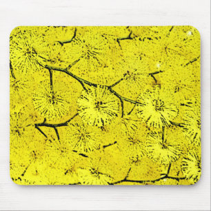 Mimosa Musmatta