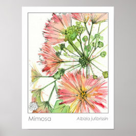 Mimosa Plant Rosa Flowers Medicinal Herb Poster