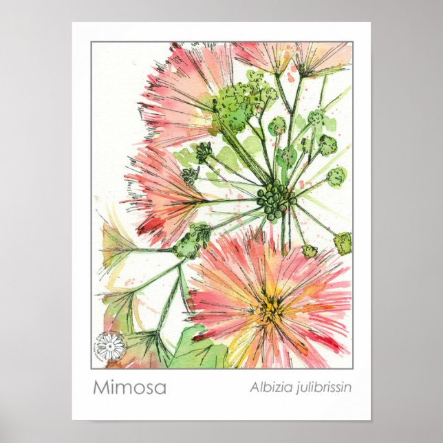 Mimosa Plant Rosa Flowers Medicinal Herb Poster (Framsidan)