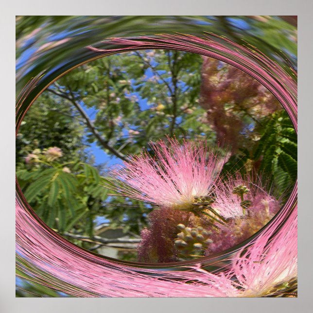 Mimosa.. Poster (Framsidan)