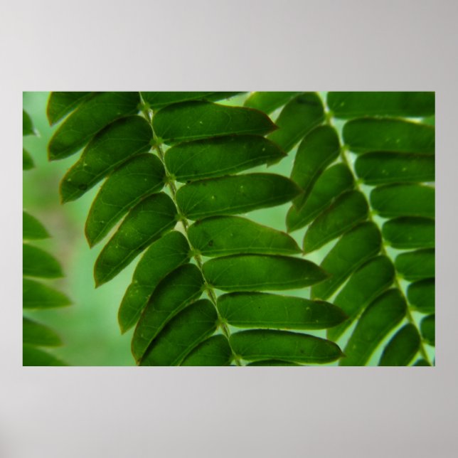 Mimosa Secrets Poster (Framsidan)