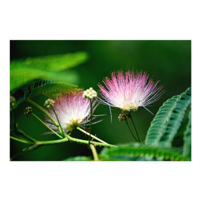 Mimosa träd blomma fototryck (Framsidan)