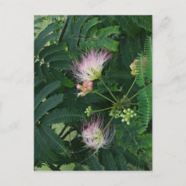 Mimosa Träd Blommar Vykort