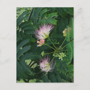 Mimosa Träd Blommar Vykort