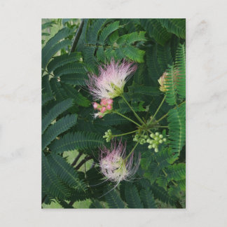Mimosa Träd Blommar Vykort