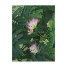 Mimosa Träd Blommar