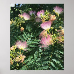 Mimosa Träd Blooms Poster