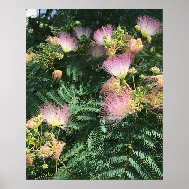 Mimosa Träd Blooms Poster (Framsidan)