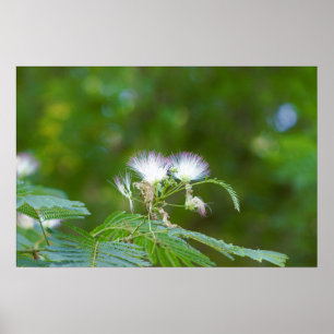 Mimosa Träd Flowers Poster
