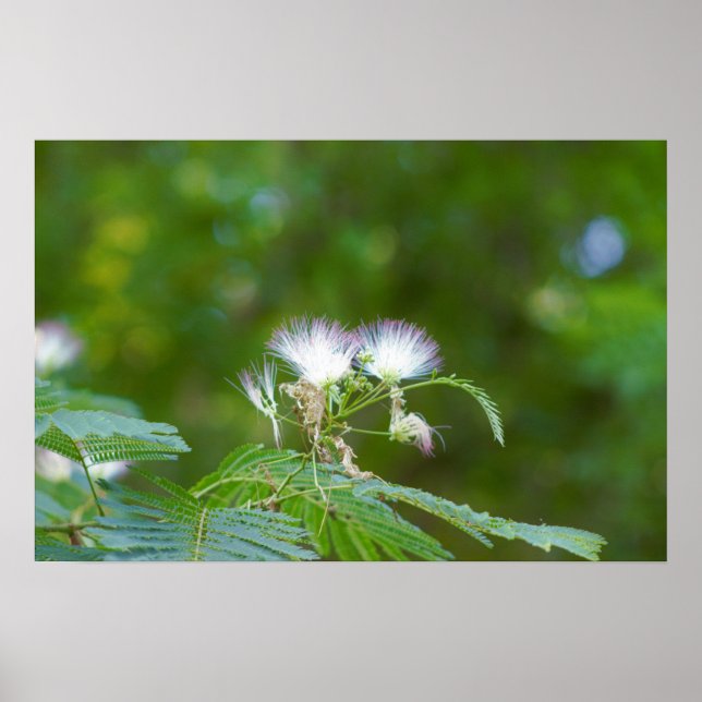 Mimosa Träd Flowers Poster (Framsidan)