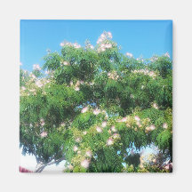 Mimosa Träd Magnet